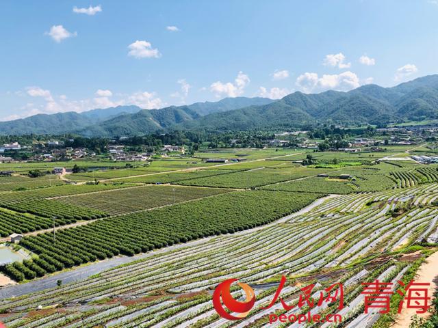 遠(yuǎn)眺藍(lán)莓基地。人民網(wǎng) 劉沛然攝